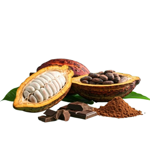 Cocoa Uses
